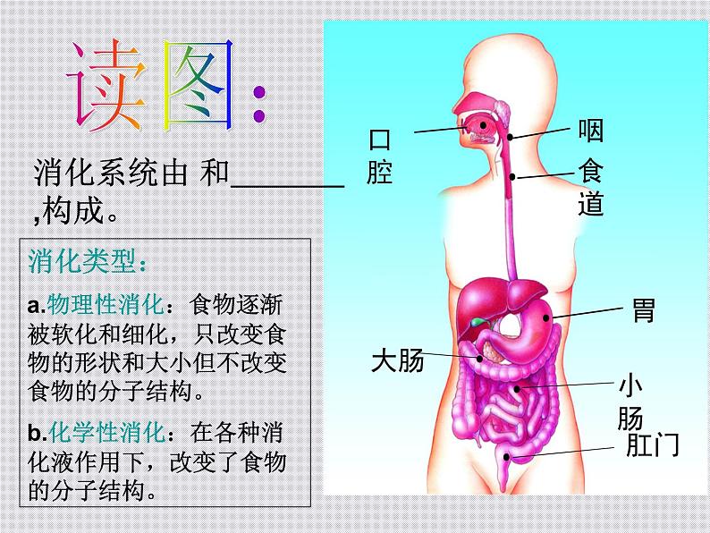 2020秋浙教版科学九上4.2《食物的消化与吸收》ppt课件（1）04