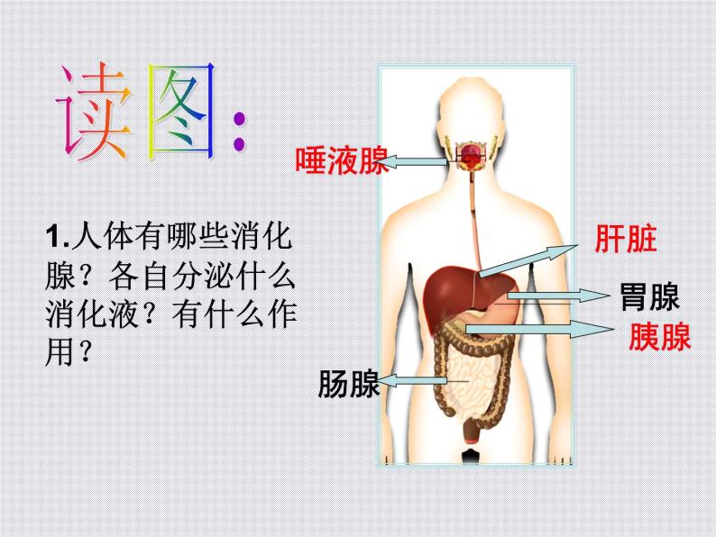 2020秋浙教版科学九上4.2《食物的消化与吸收》ppt课件（1）05