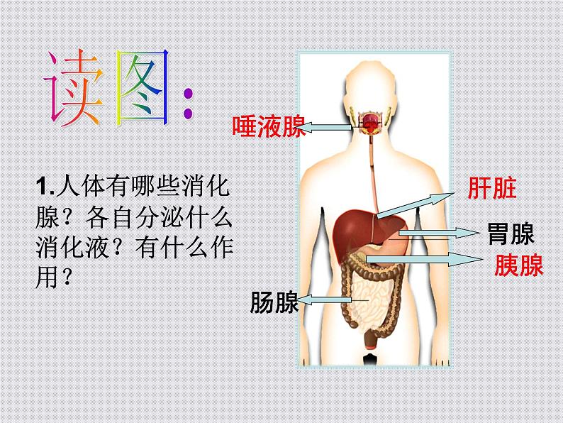 2020秋浙教版科学九上4.2《食物的消化与吸收》ppt课件（1）05