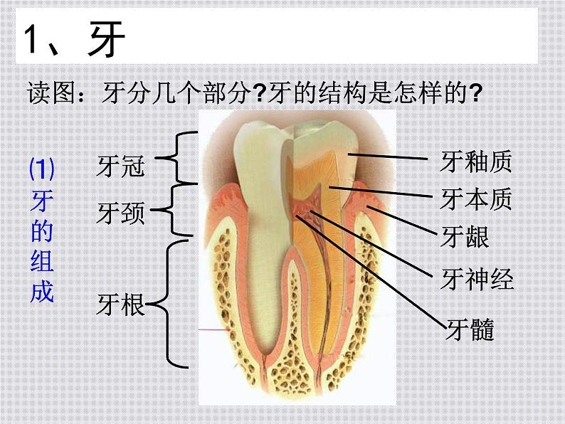 2020秋浙教版科学九上4.2《食物的消化与吸收》ppt课件（1）07