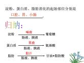 2020秋浙教版科学九上4.2《食物的消化与吸收》ppt课件（2）