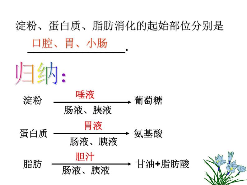 2020秋浙教版科学九上4.2《食物的消化与吸收》ppt课件（2）04