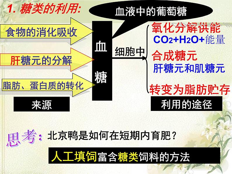 2020秋浙教版科学九上4.5《体内物质的动态平衡》ppt课件（1）05