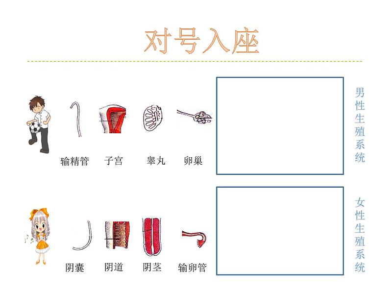 华师大版七年级下册科学 6.2人的生殖与发育 课件第3页