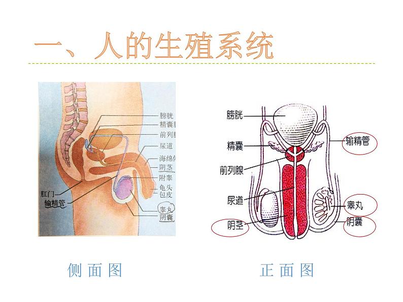 华师大版七年级下册科学 6.2人的生殖与发育 课件第4页