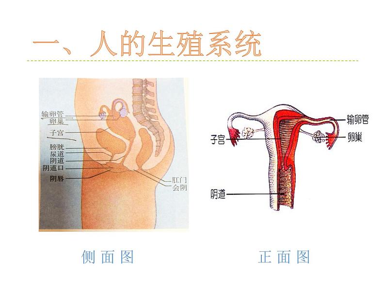 华师大版七年级下册科学 6.2人的生殖与发育 课件第6页