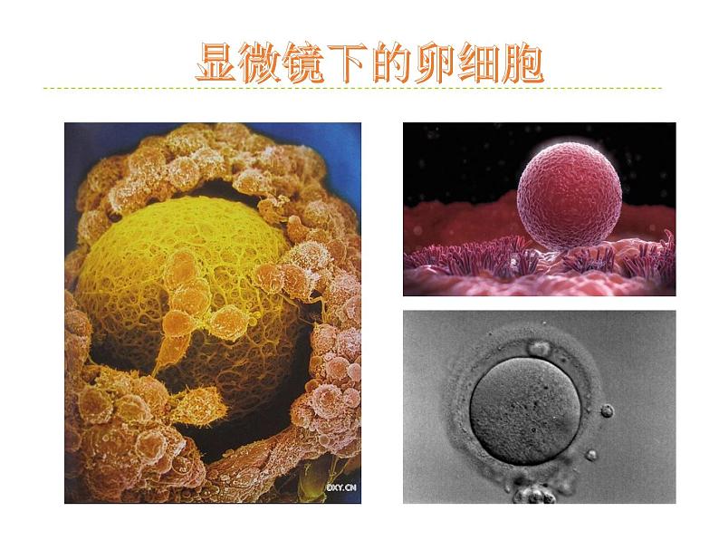 华师大版七年级下册科学 6.2人的生殖与发育 课件第7页