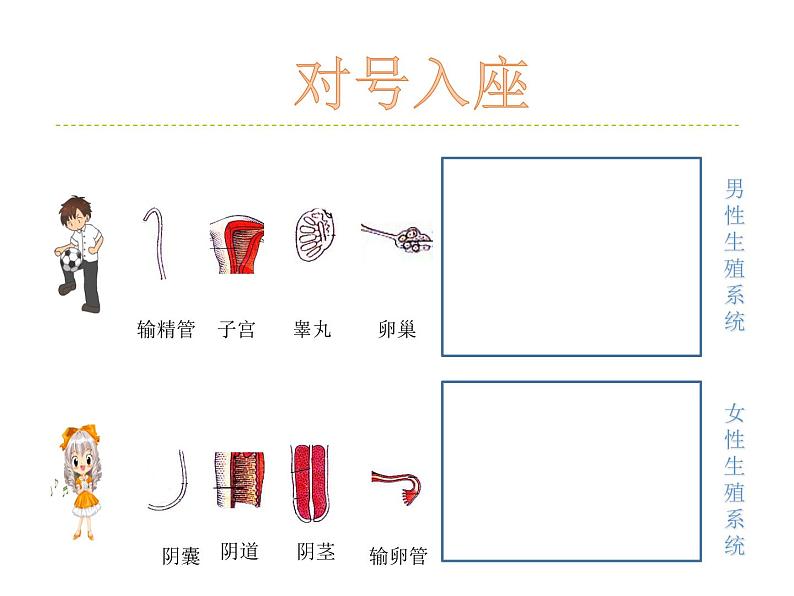 华师大版七年级下册科学 6.2人的生殖与发育 课件第8页