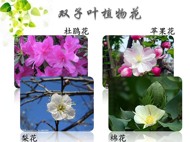 华师大版七年级下册科学 7.1绿色开花植物的有性生殖和发育 课件第2页