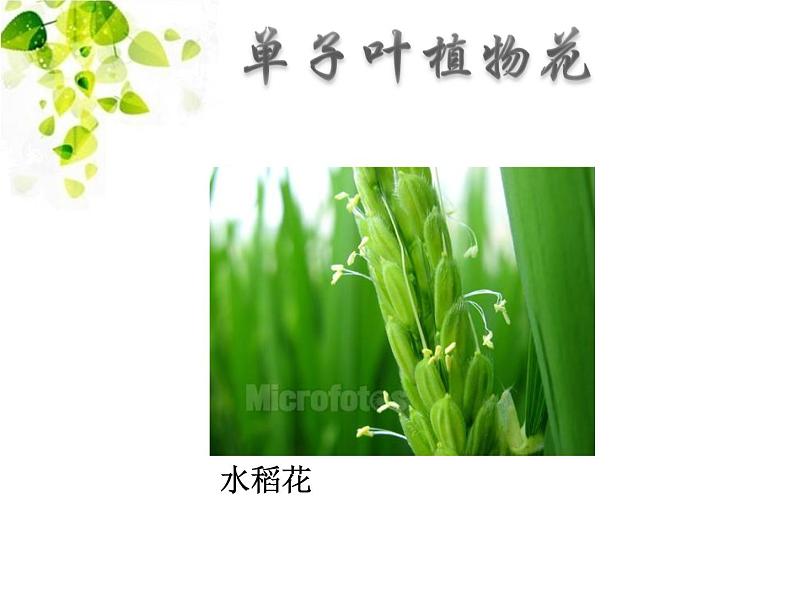 华师大版七年级下册科学 7.1绿色开花植物的有性生殖和发育 课件第3页