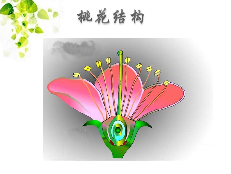 华师大版七年级下册科学 7.1绿色开花植物的有性生殖和发育 课件第4页