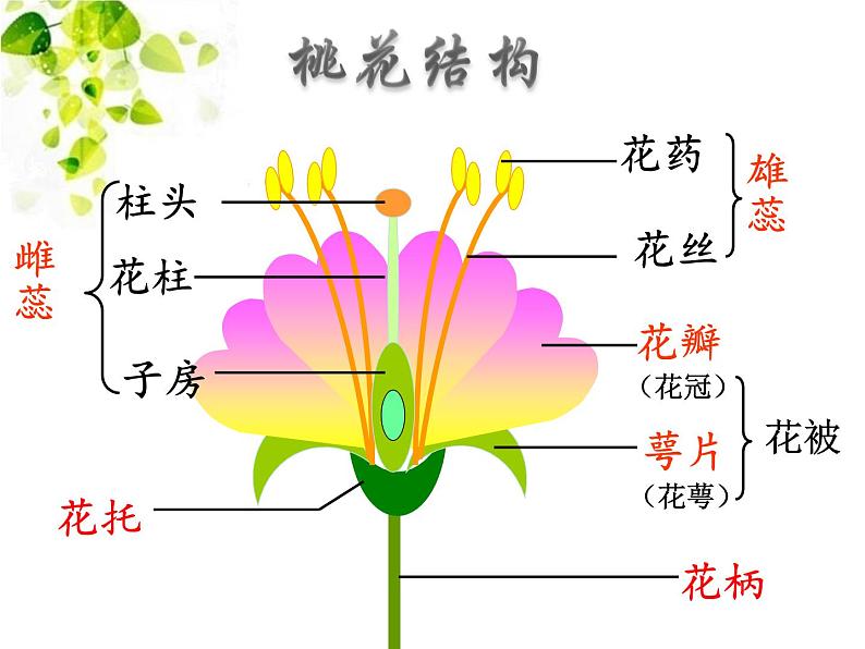 华师大版七年级下册科学 7.1绿色开花植物的有性生殖和发育 课件第5页