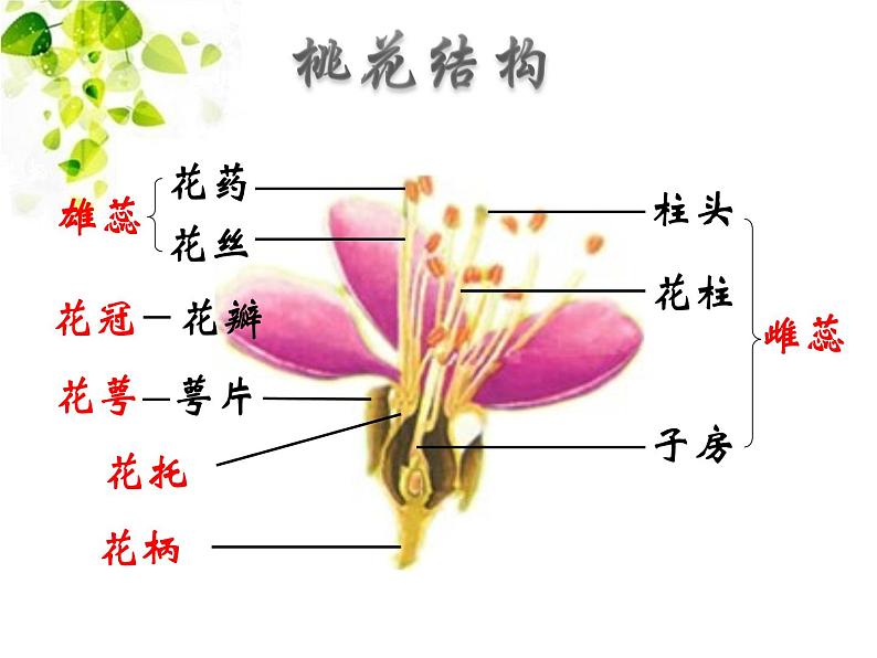 华师大版七年级下册科学 7.1绿色开花植物的有性生殖和发育 课件第6页