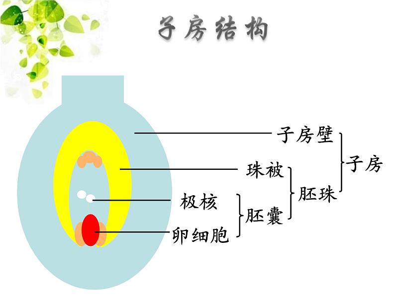 华师大版七年级下册科学 7.1绿色开花植物的有性生殖和发育 课件第8页