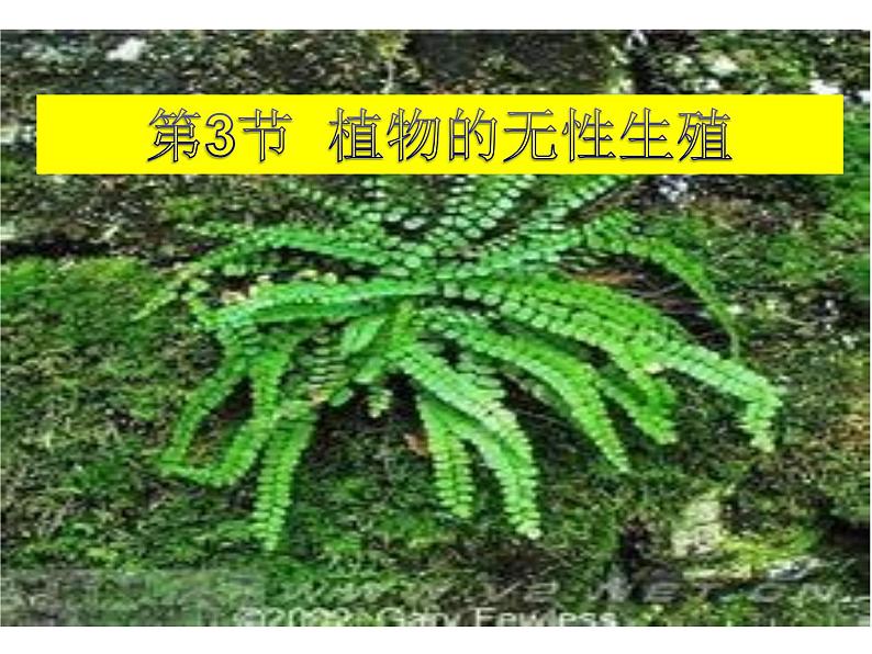 华师大版七年级下册科学 7.3植物的无性生殖 课件02