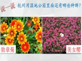 华师大版七年级下册科学 5.1种群和群落 课件