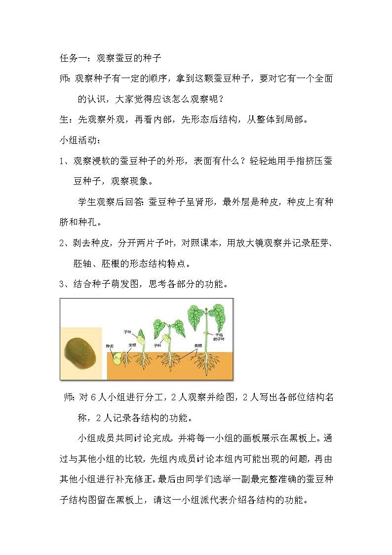 华师大版七年级下册科学 7.2种子的萌发和幼苗形成 教案03