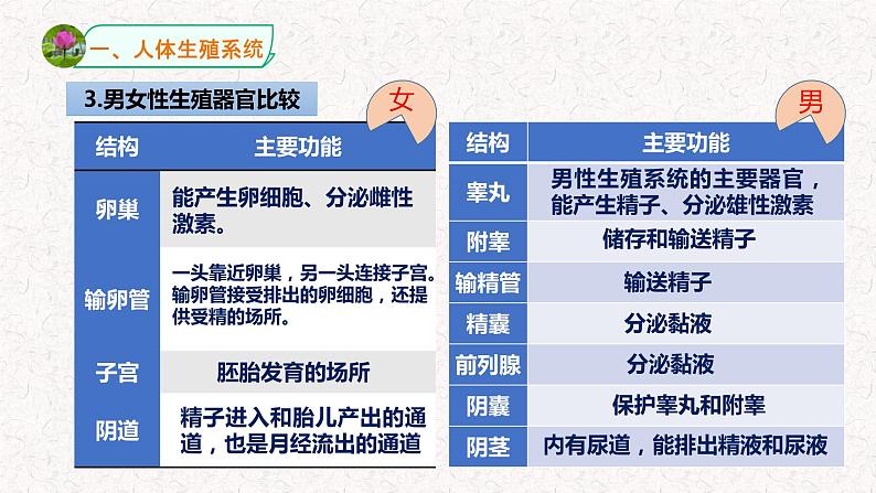 浙教版七年级下册科学 1.1新生命的诞生 课件05