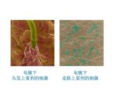 浙教版七年级下册科学 1.6细菌和真菌的繁殖 课件