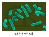 浙教版七年级下册科学 1.6细菌和真菌的繁殖 课件