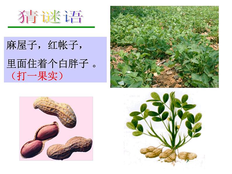 浙教版七年级下册科学 1.5植物生殖方式的多样性 课件第2页