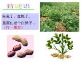 浙教版七年级下册科学 1.5植物生殖方式的多样性 课件