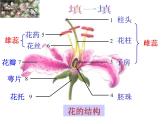 浙教版七年级下册科学 1.5植物生殖方式的多样性 课件
