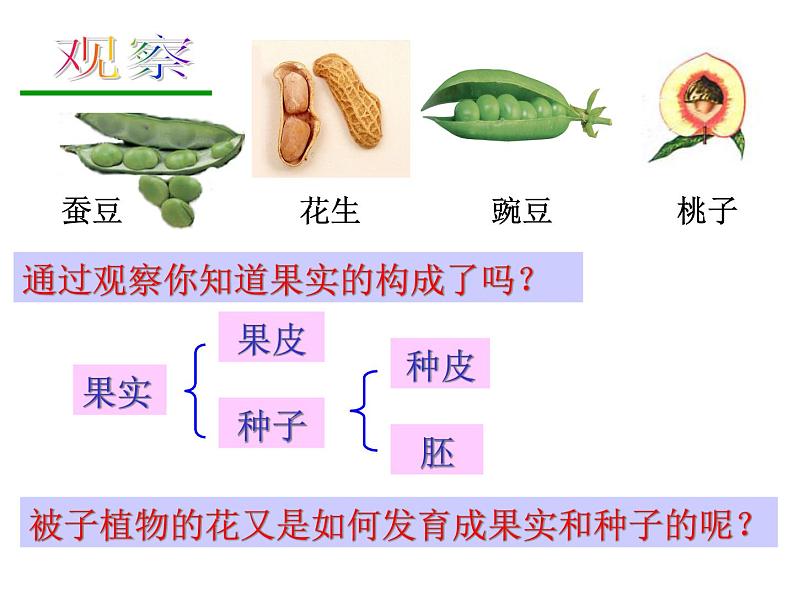 浙教版七年级下册科学 1.5植物生殖方式的多样性 课件第5页