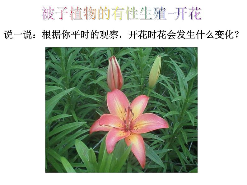 浙教版七年级下册科学 1.5植物生殖方式的多样性 课件第6页