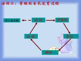 浙教版七年级下册科学 1.3动物的生长时期 课件