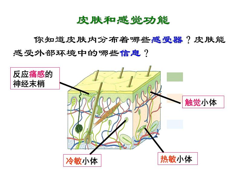 浙教版七年级下册科学 2.1感觉世界 课件07