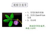 华师大版八年级下册科学 7.5植物生命活动的调节 课件