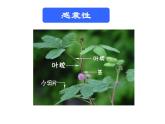 华师大版八年级下册科学 7.5植物生命活动的调节 课件