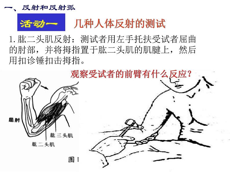 华师大版八年级下册科学 7.2人体生命活动的神经调节 课件第4页