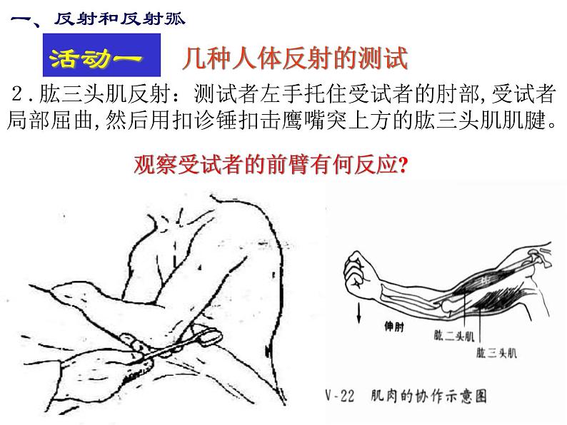 华师大版八年级下册科学 7.2人体生命活动的神经调节 课件第5页