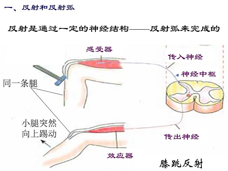 华师大版八年级下册科学 7.2人体生命活动的神经调节 课件第8页