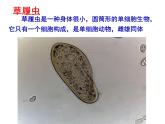 華師大版八年級下冊科學(xué) 7.1動物的行為 課件