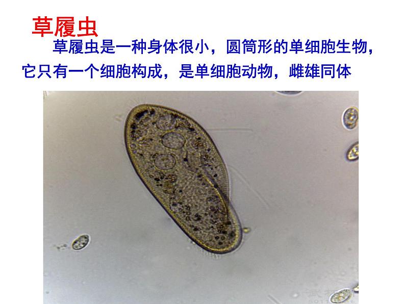 华师大版八年级下册科学 7.1动物的行为 课件02