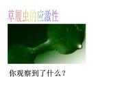 華師大版八年級下冊科學(xué) 7.1動物的行為 課件