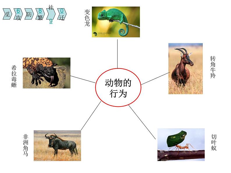 华师大版八年级下册科学 7.1动物的行为 课件04