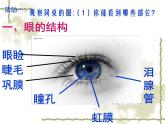 华师大版八年级下册科学 3.1眼与视觉 课件