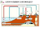 浙教版八下科学 3.7自然界中的氧循环和碳循环 课件