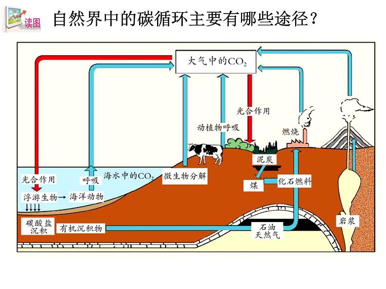 浙教版八下科学 3.7自然界中的氧循环和碳循环 课件第5页