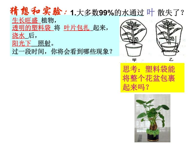 浙教版八下科学 4.5植物的叶与蒸腾作用 课件03