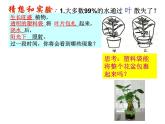 浙教版八下科学 4.5植物的叶与蒸腾作用 课件