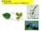 浙教版八下科学 4.5植物的叶与蒸腾作用 课件