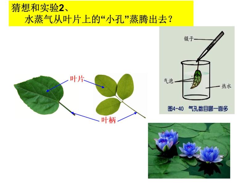 浙教版八下科学 4.5植物的叶与蒸腾作用 课件04