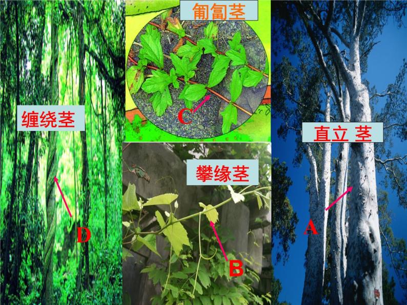 浙教版八下科学 4.4植物的茎与物质运输  课件05