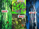 浙教版八下科学 4.4植物的茎与物质运输  课件
