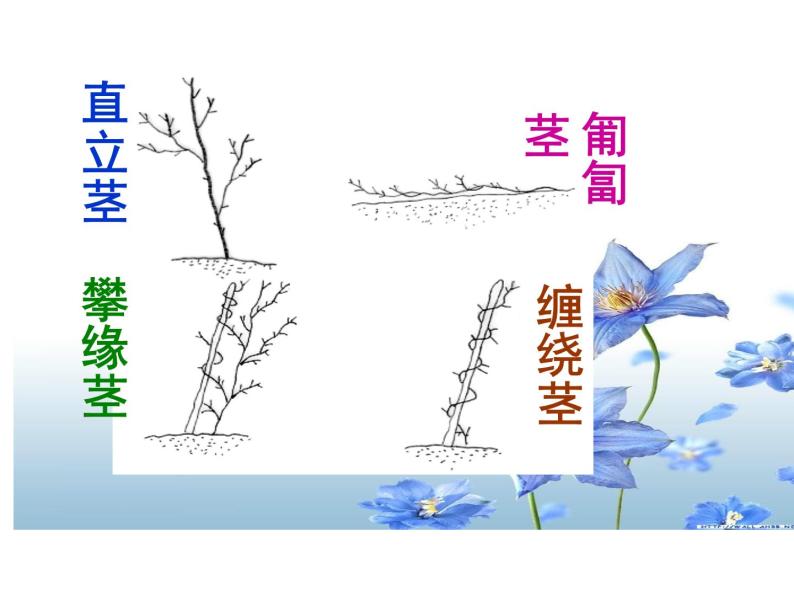 浙教版八下科学 4.4植物的茎与物质运输  课件06